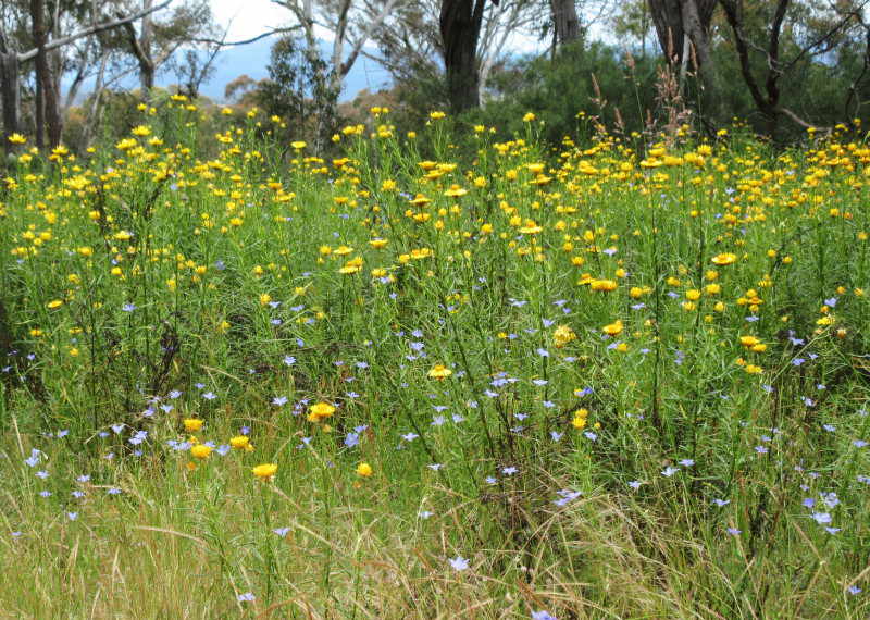 everlastings and bluebells