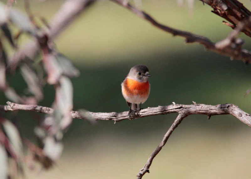 Scarlet robin (female)