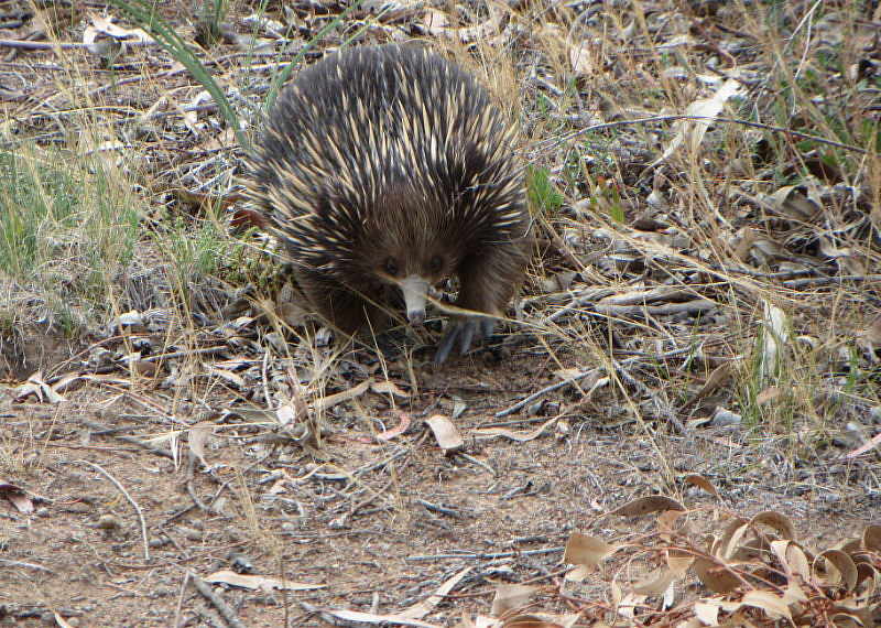 echidna