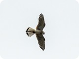 Nankeen Kestrel