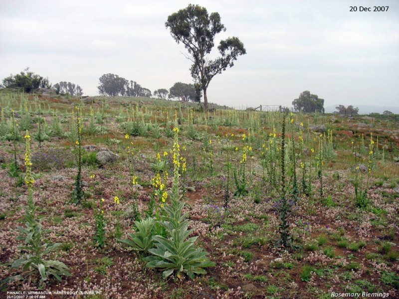 Verbascum December 2007