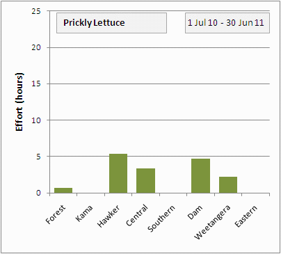 Prickly lettuce
