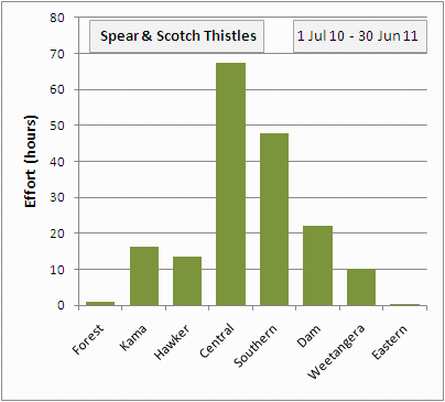 spear & scotch thistles