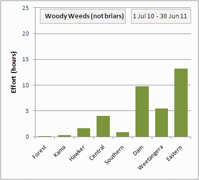 woody weeds