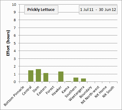 Prickly lettuce