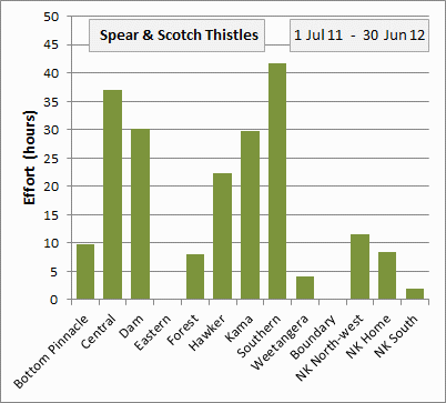 spear & scotch thistles